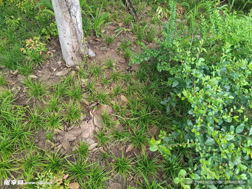树下绿植景观