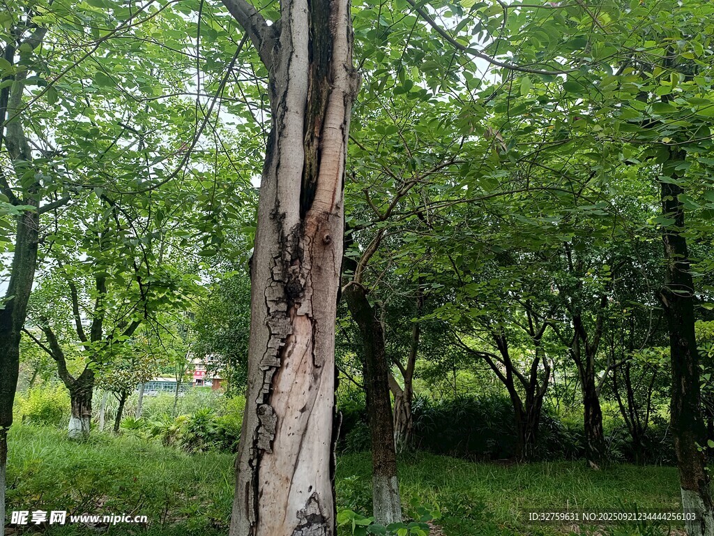 斑驳树干立于葱郁林间