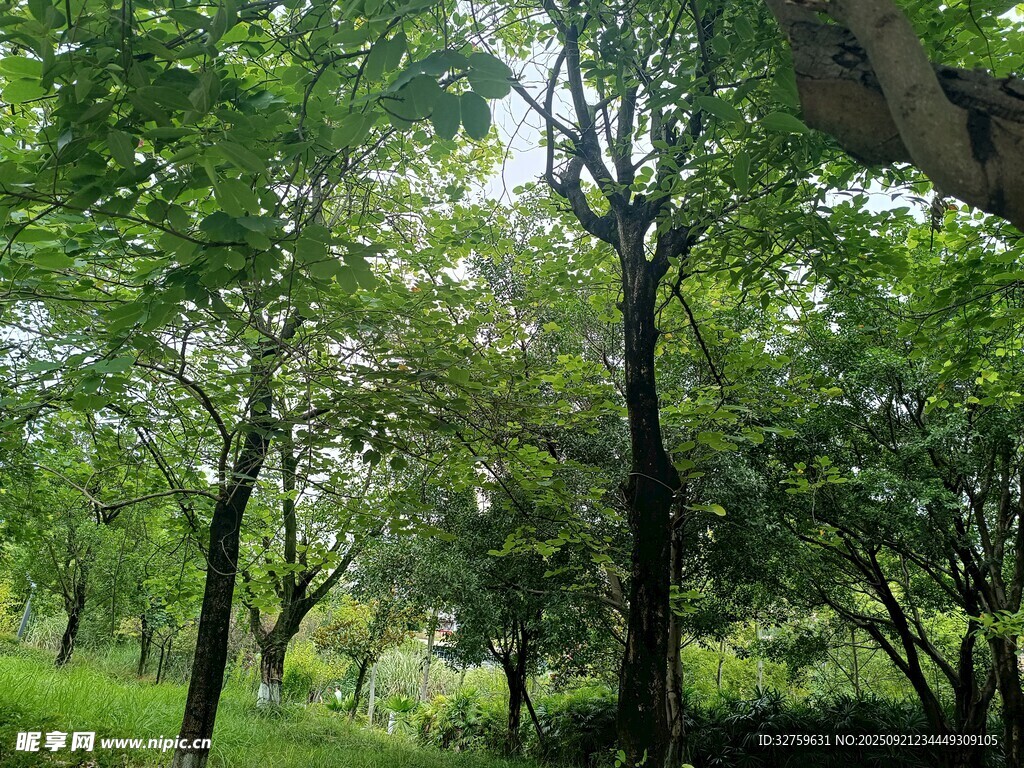 夏日葱郁树林景观
