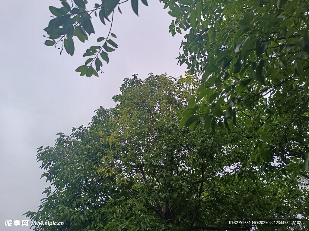 仰视茂密绿树与朦胧天空