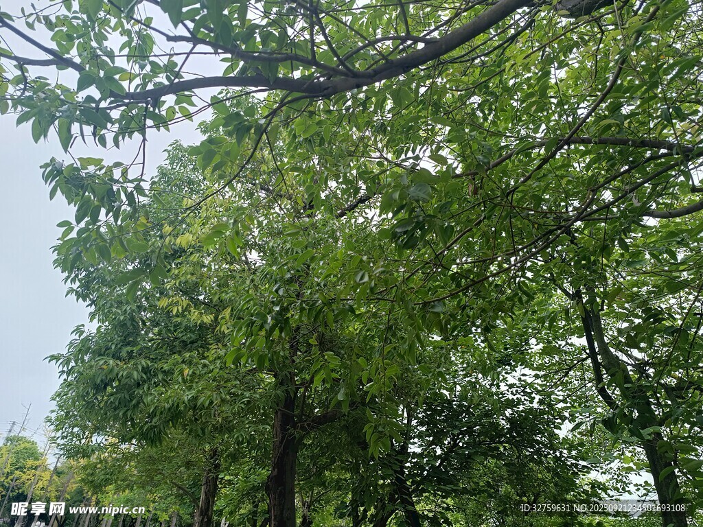 绿树成荫的清新户外景致