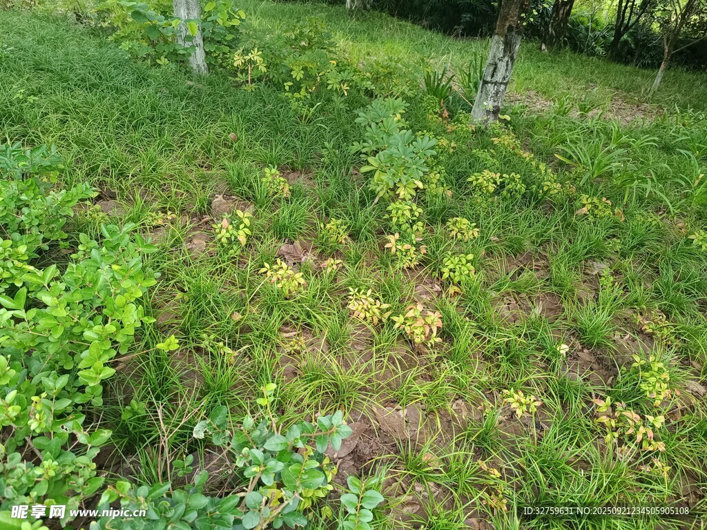 绿意盎然的野外草地
