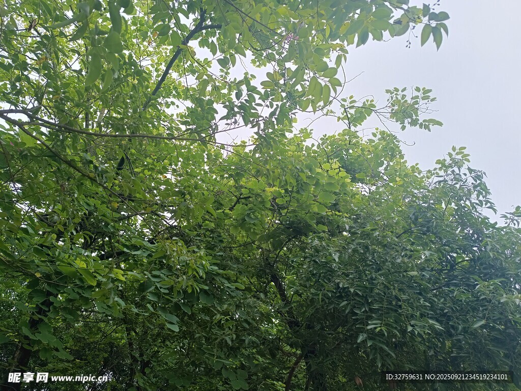 茂密绿树展现自然生机