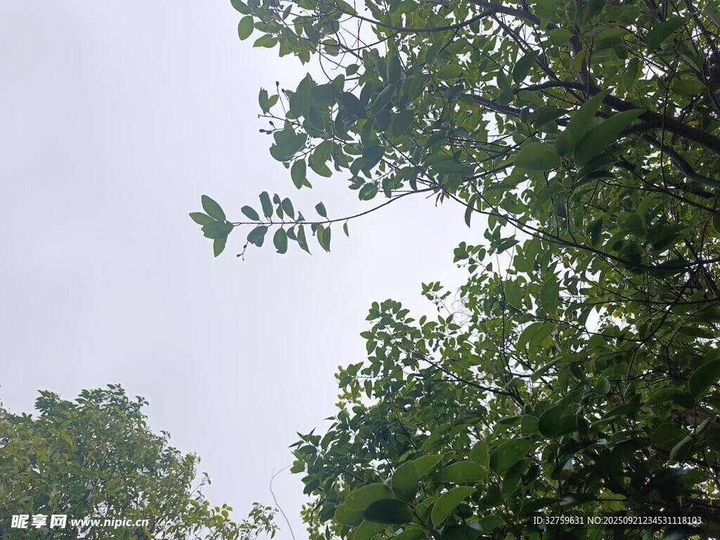 仰视繁茂绿树与天空