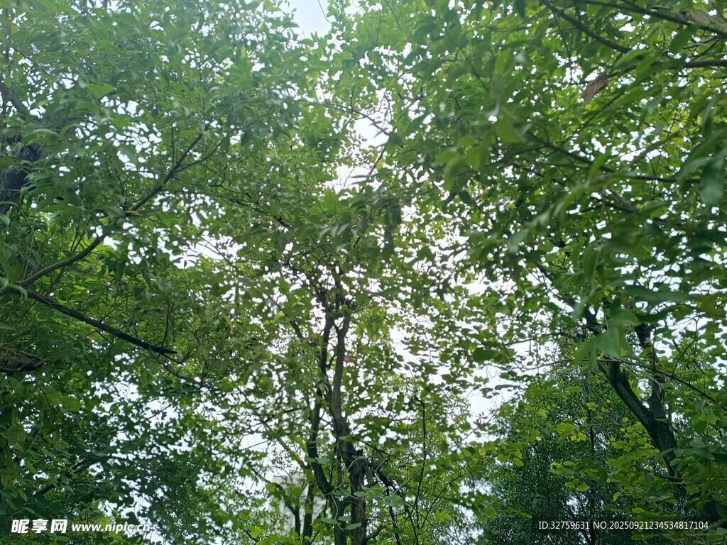 仰视茂密树林绿意盎然
