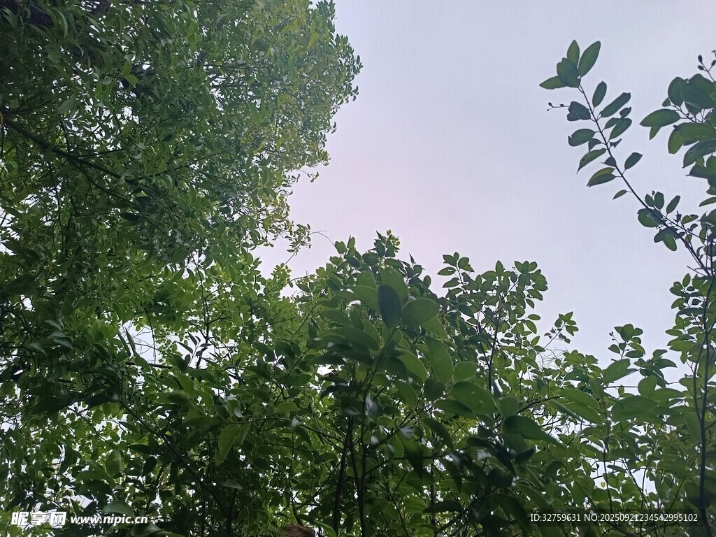 仰视茂密树林绿意盎然