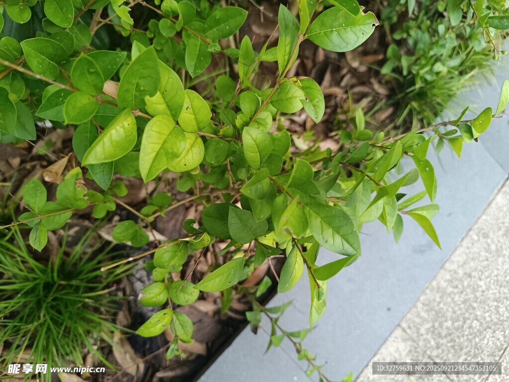墙边绿植生机盎然