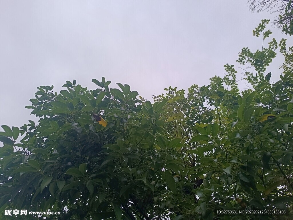 绿树蓝天间的自然景致