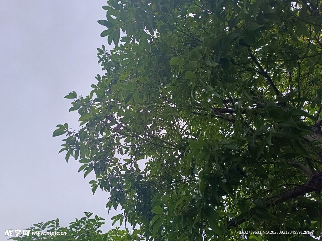 繁茂绿树