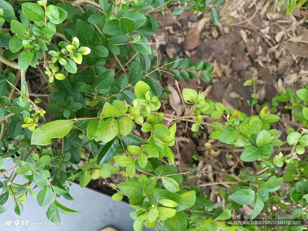 绿叶繁茂的植物景象