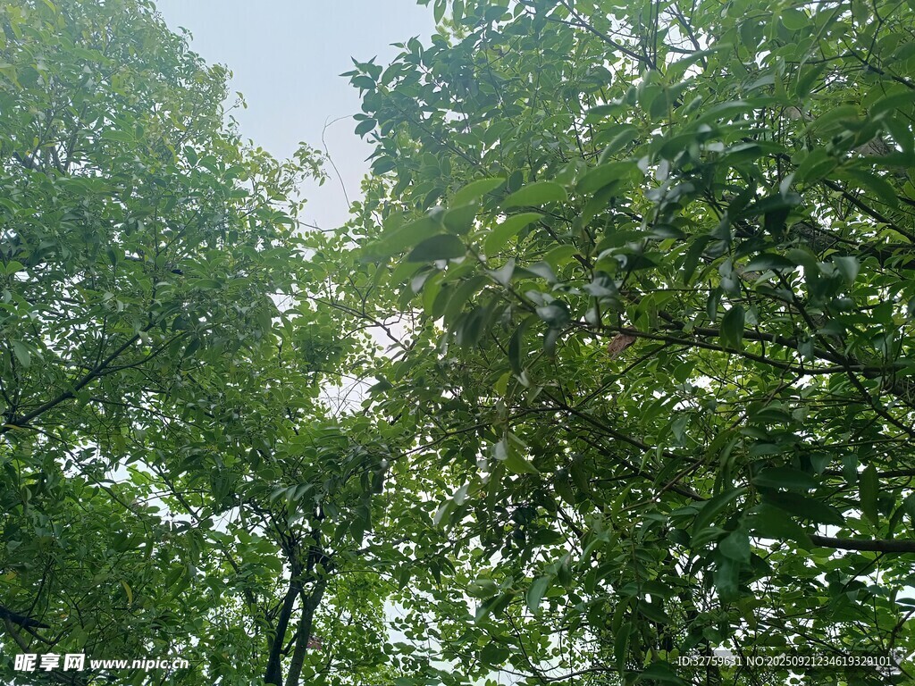 茂密树林绿意盎然