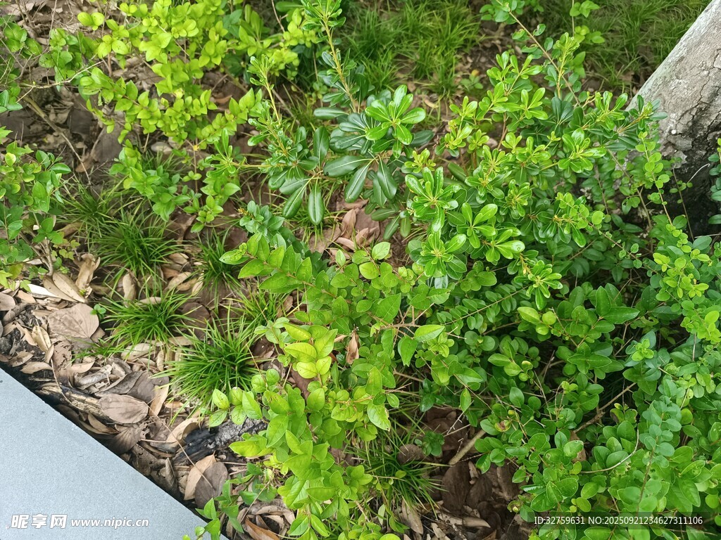 墙边翠绿繁茂的植物