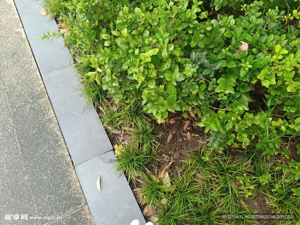 路边绿植景观