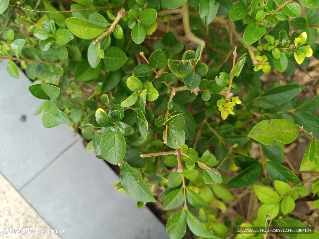 绿叶植物近景特写