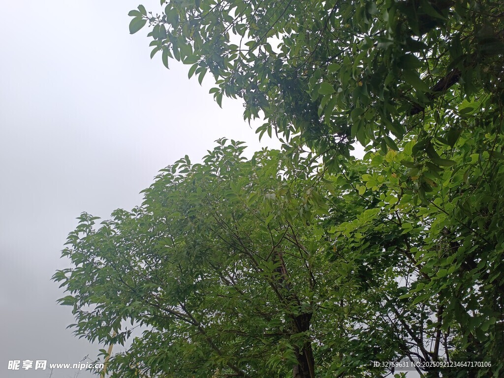 仰视绿树与朦胧天空