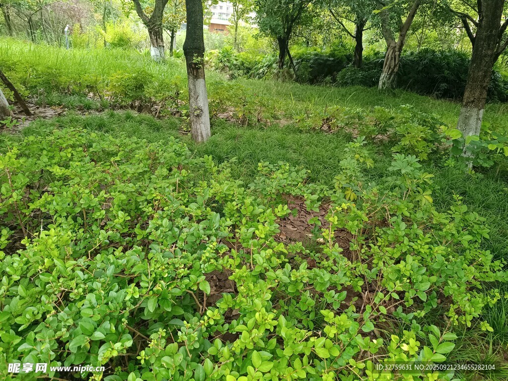 绿意盎然的林间草地
