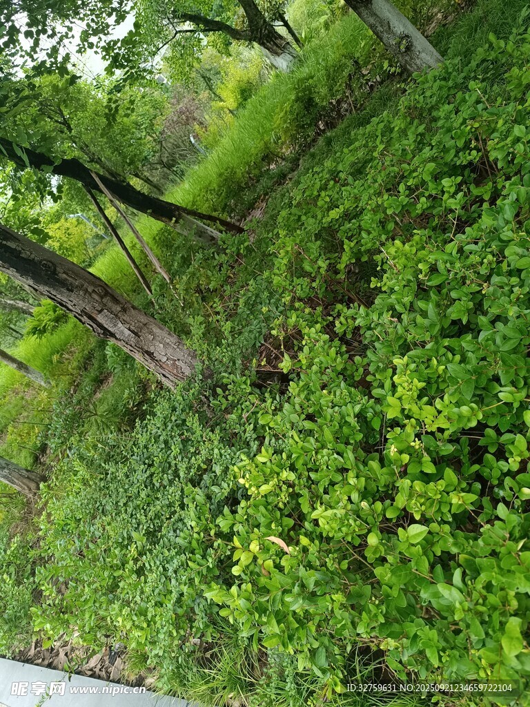 绿意盎然的林间植被景观