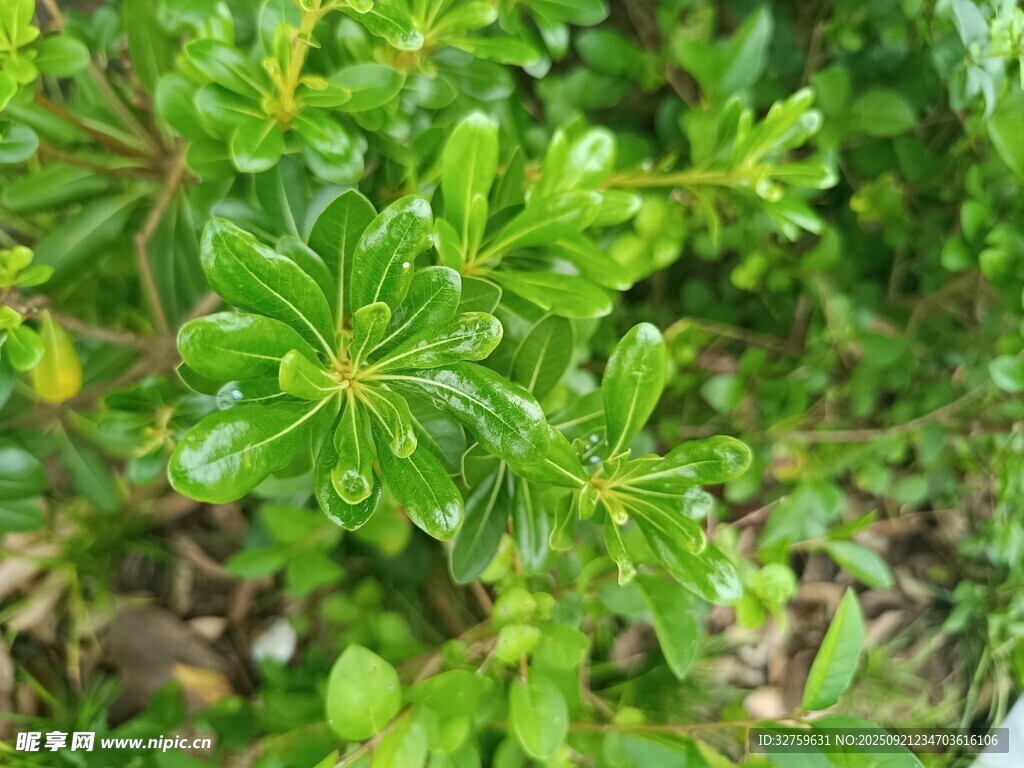 翠绿茂盛的多肉植物