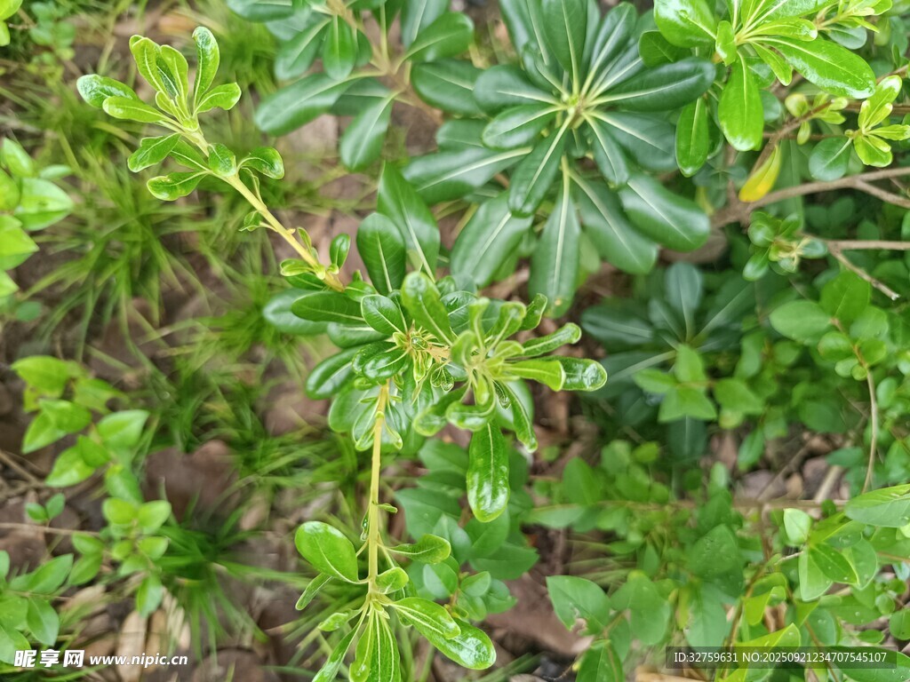 野外绿色植物景象