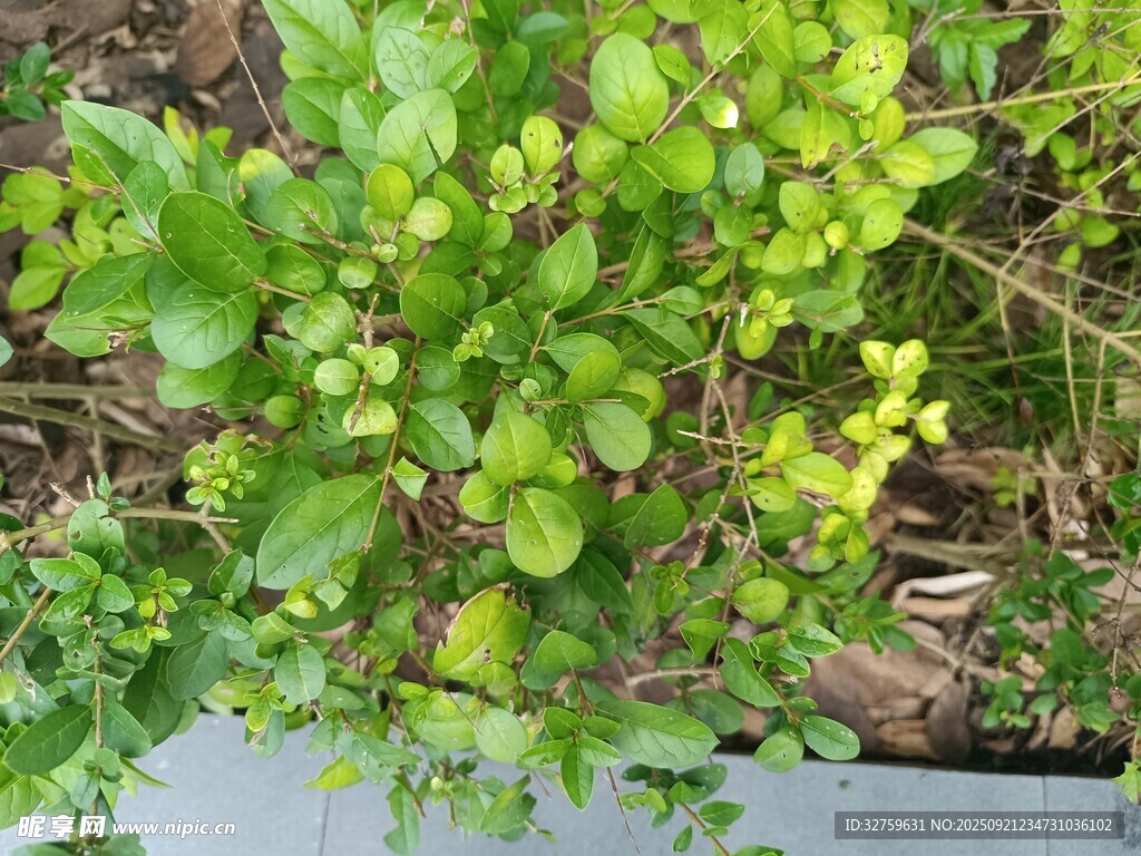 翠绿植物生机盎然
