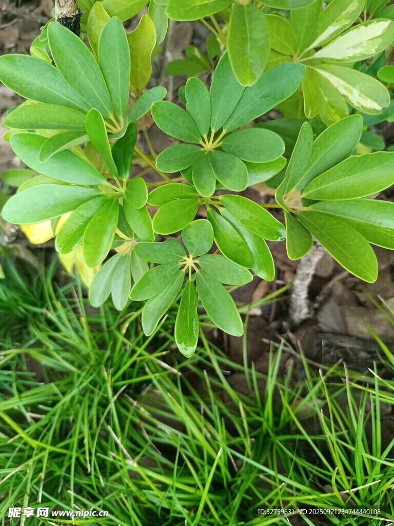 绿叶植物特写