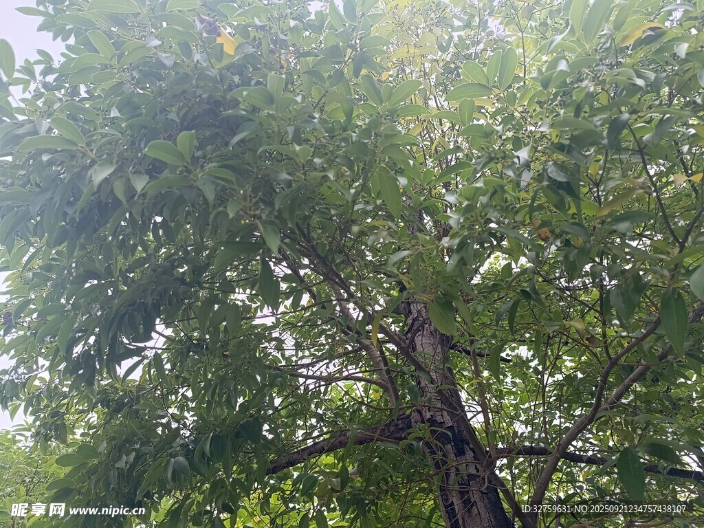 阳光洒落茂密绿树景象