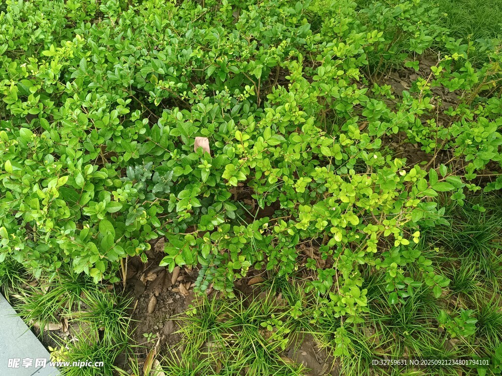 翠绿繁茂的地面绿植景观