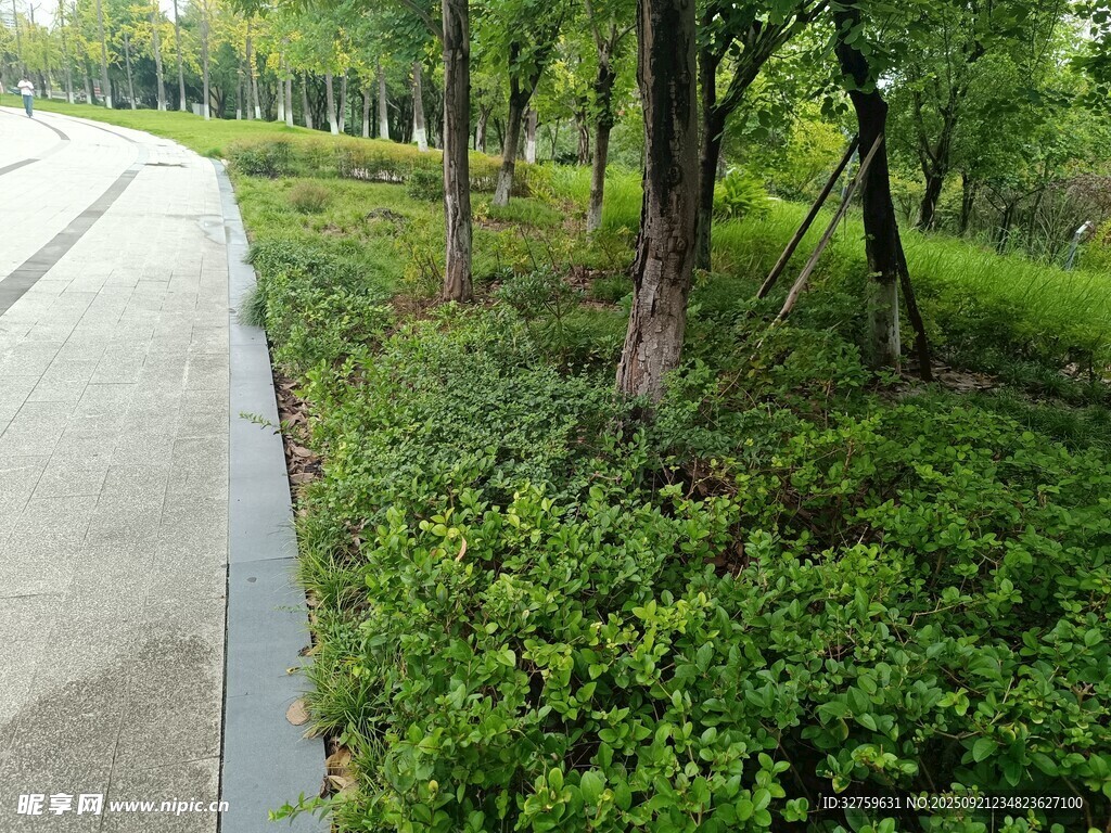 林间小道旁的绿植景观