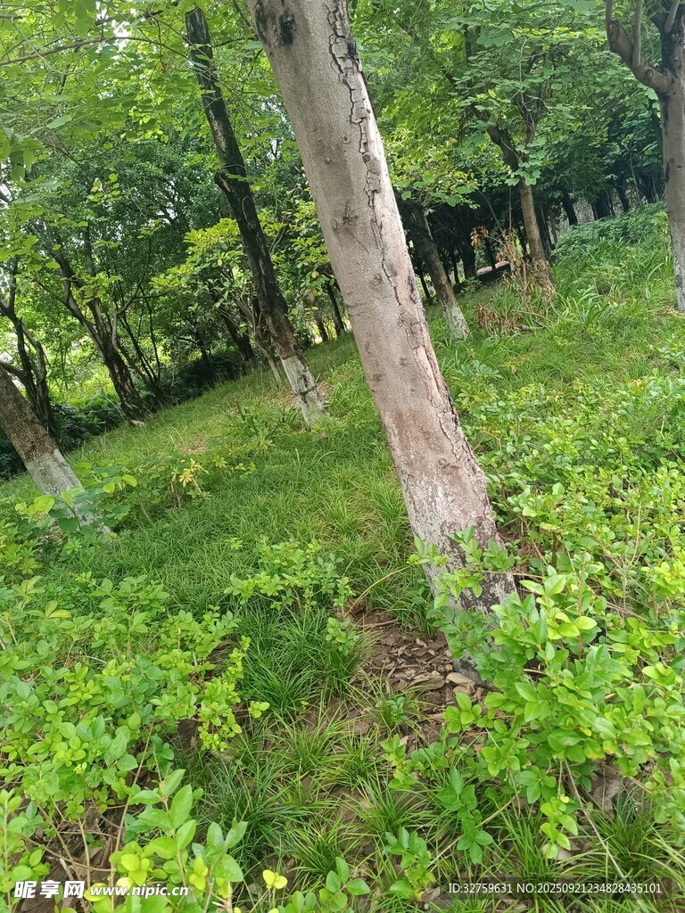 绿意盎然的森林景象