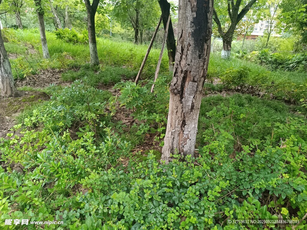 林间绿意盎然的自然景象