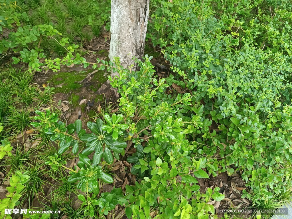 树下绿意盎然的繁茂植被