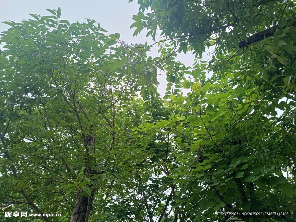 繁茂绿树