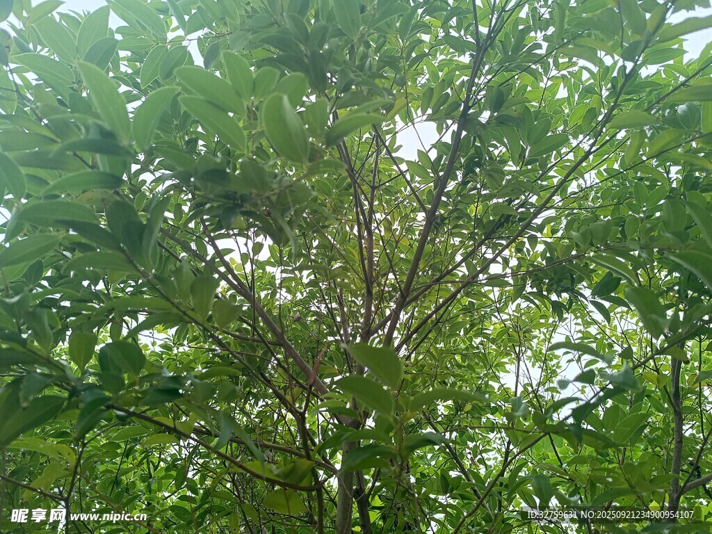 茂密绿树展现盎然生机
