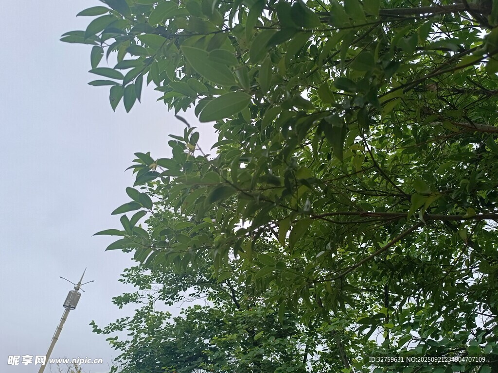 绿叶繁茂的树冠
