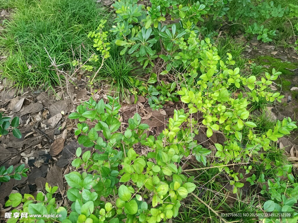 嫩绿植物生长于草地间