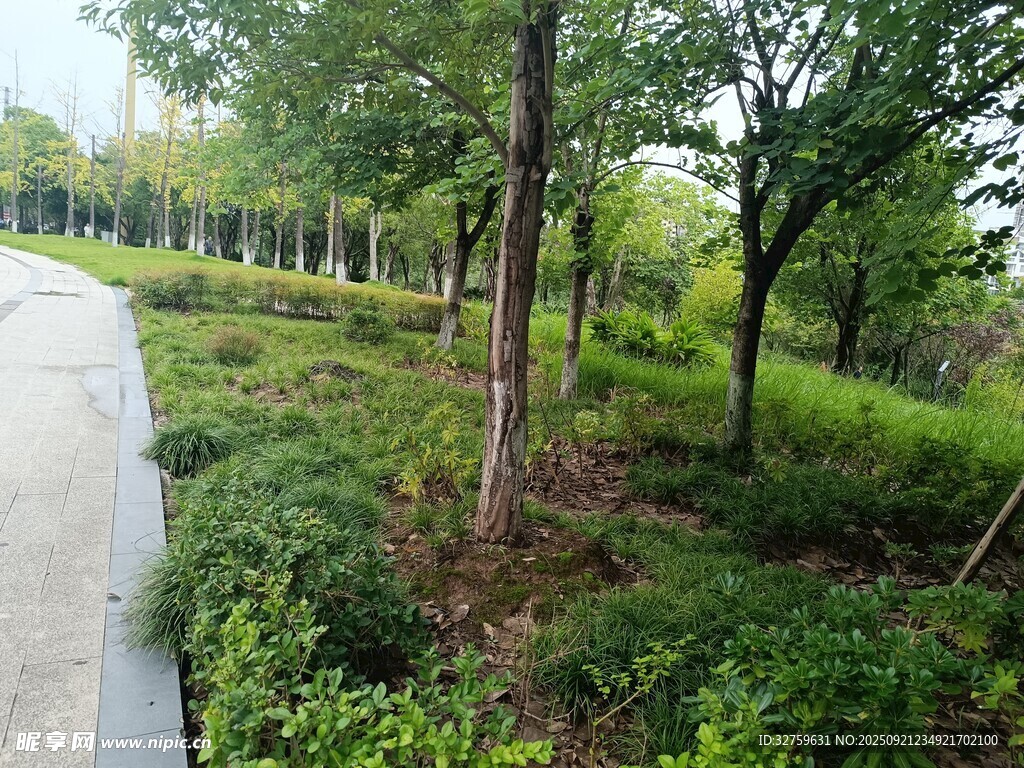 林间小径旁的绿意景致