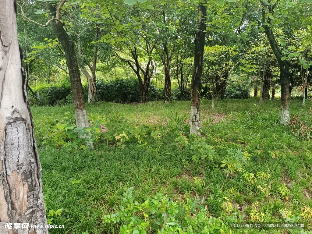 林间绿意盎然的自然景致
