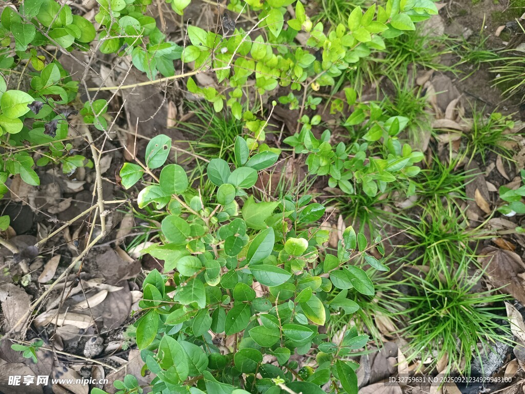 地面绿植景观