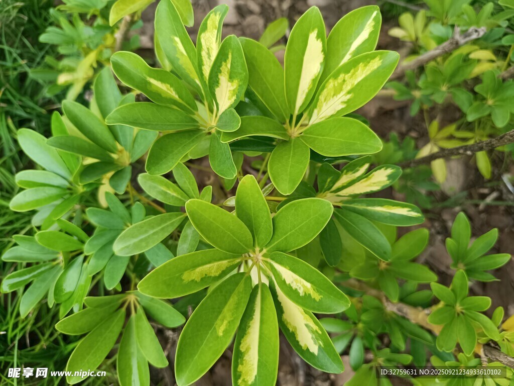 翠绿叶片的植物特写