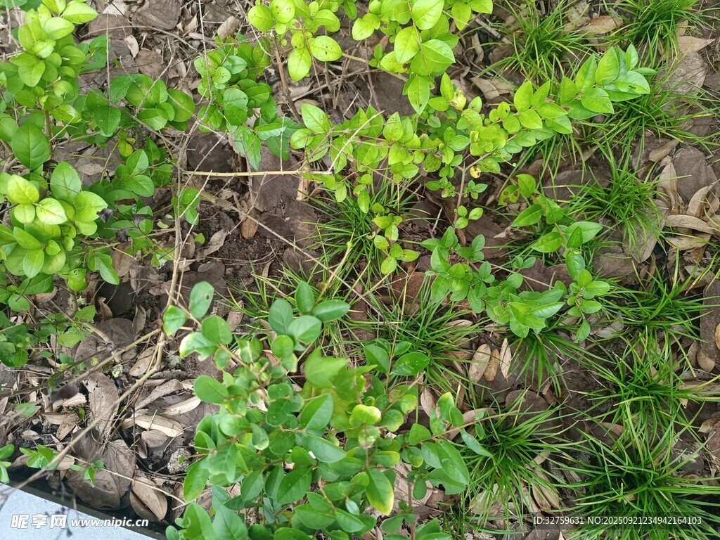 地面绿色植物与枯枝景象