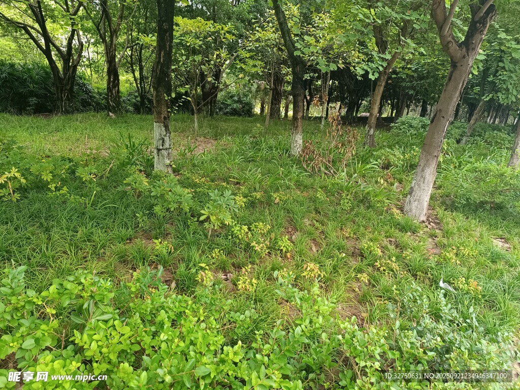 林间绿意盎然的自然景致