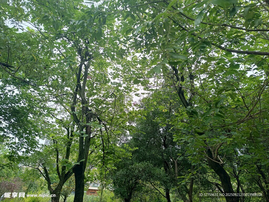 绿意盎然的树林景色