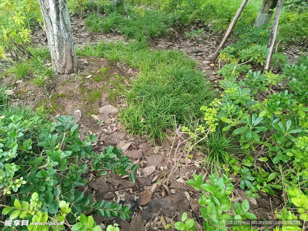 林间繁茂绿植景观