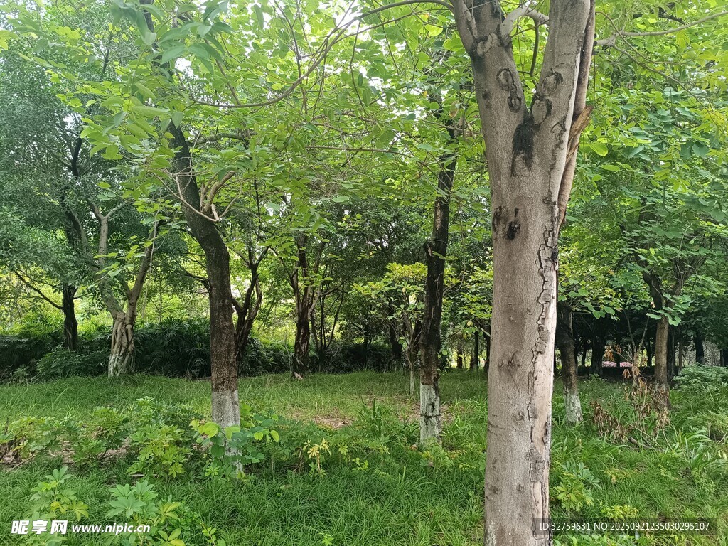 林间绿意盎然的自然景致
