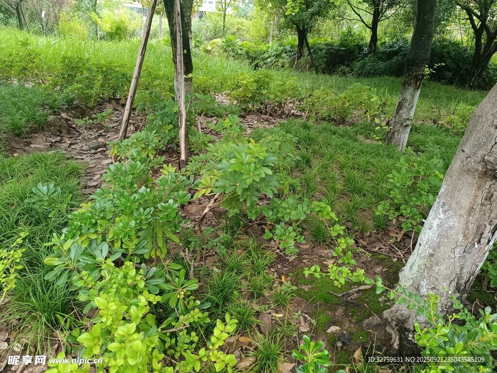 林间绿意盎然的自然景象