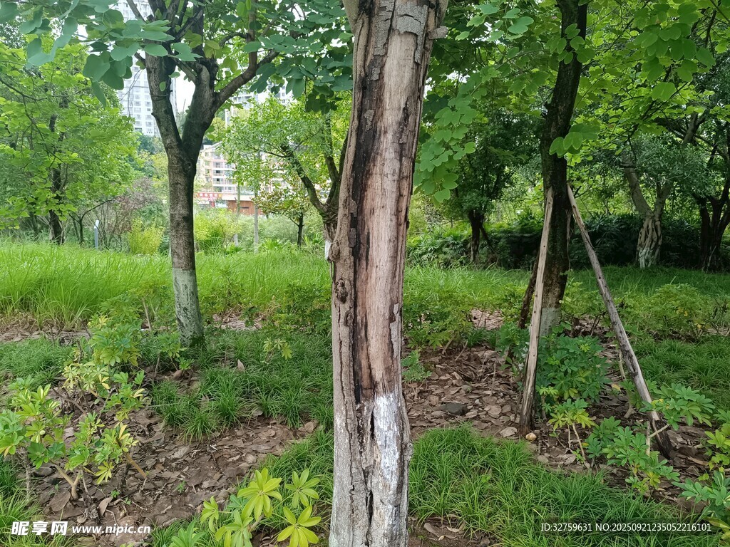 林间树木与繁茂草地景象