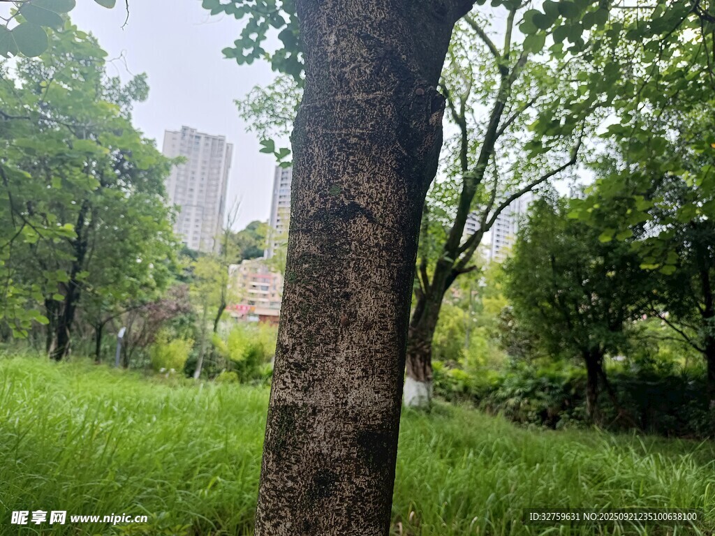 林间树干