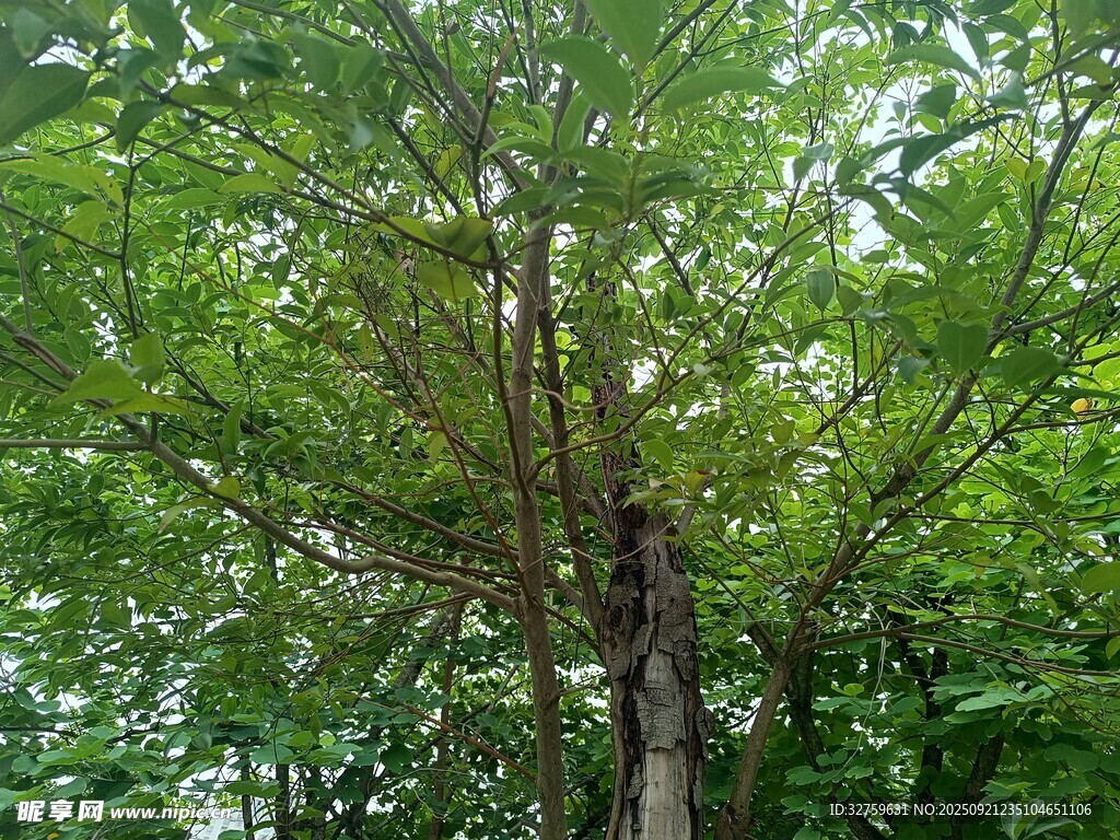 茂密绿树展现自然生机
