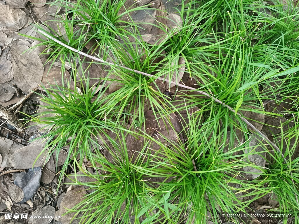翠绿针状植物特写