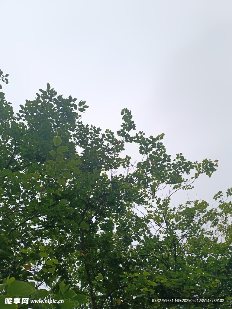 绿叶繁茂的树冠